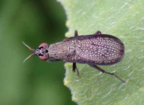 Réf. 287 231 : Coremacera marginata